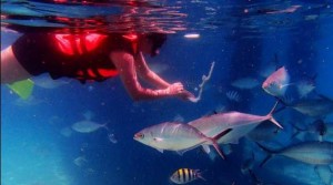 Snorkeling in Coral Island Tioman