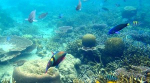 Snorkeling in Tioman