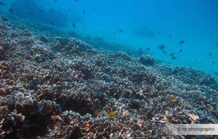 Salang Wrecks