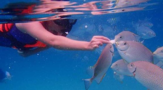 Snorkeling in Coral Island