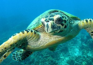 Diving in Tioman