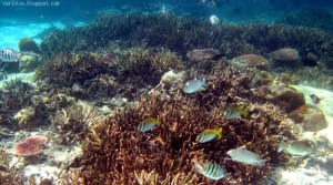 Coral Island Tioman Snorkeling