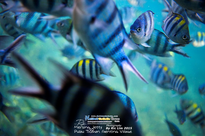 Snorkeling in Tioman