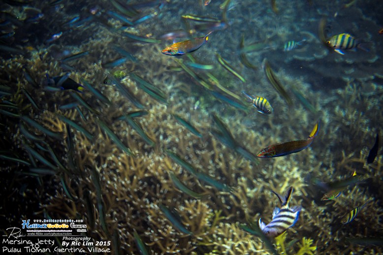 Snorkeling in Tioman