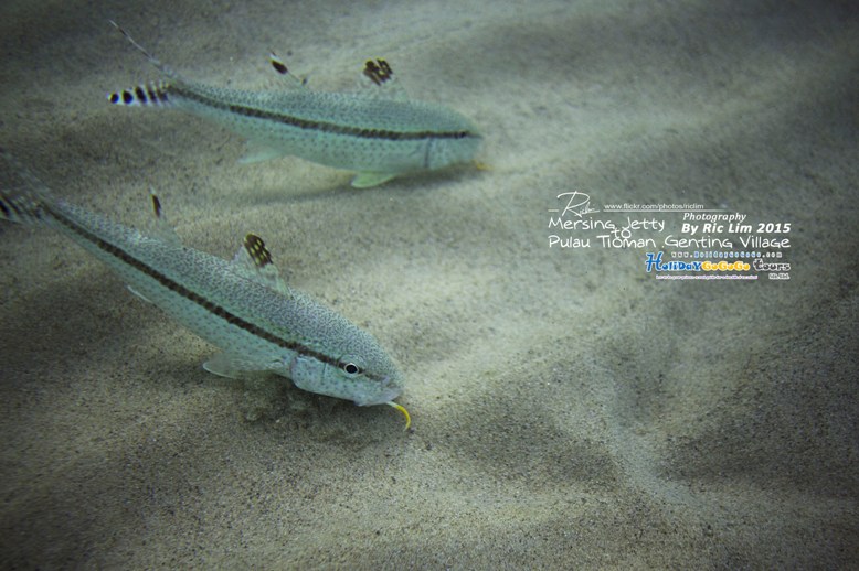 Snorkeling in Tioman Marine Park