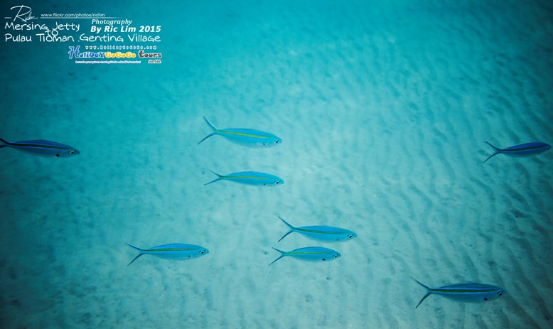 Snorkeling in Tioman Marine Park