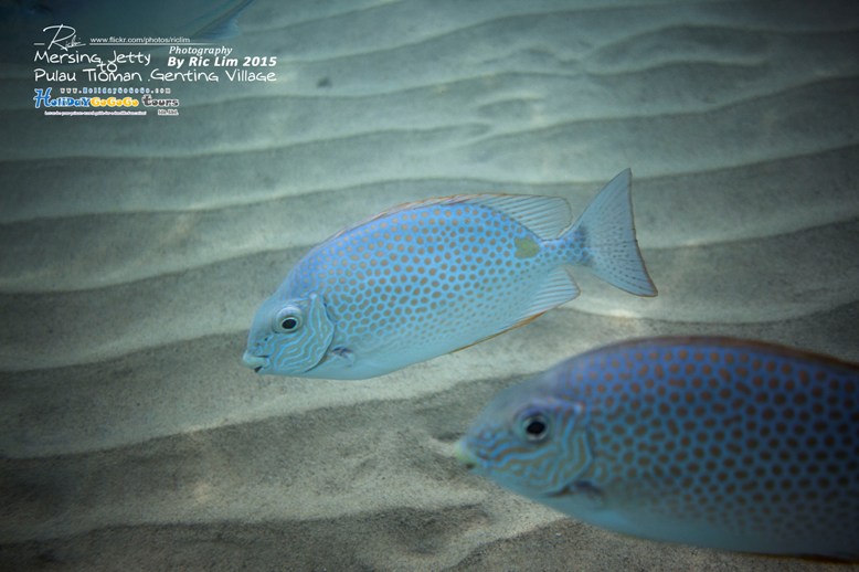 Snorkeling in Tioman Marine Park