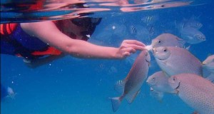 Snorkeling in Tioman