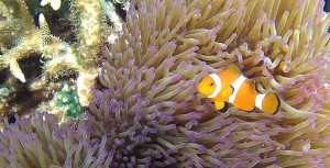 Nemo at Paya House Reef