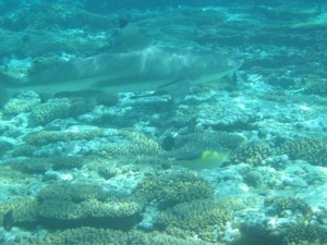 baby shark in Renggis Island