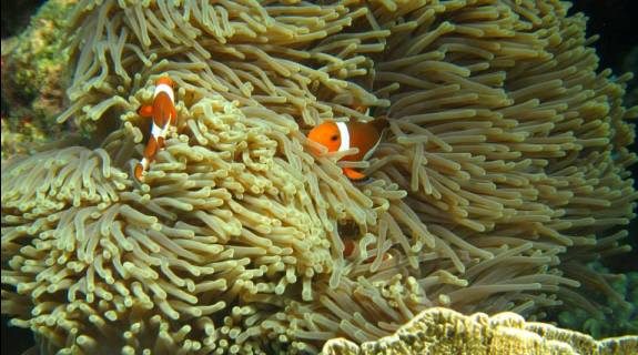 snorkeling in tioman coral island