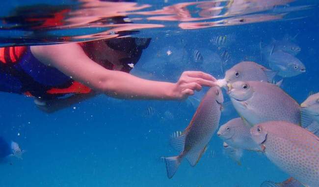 Snorkeling in Coral Island Tioman