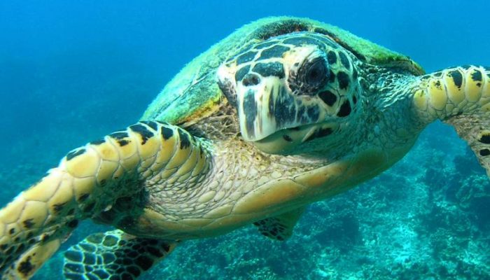 Diving in Tioman