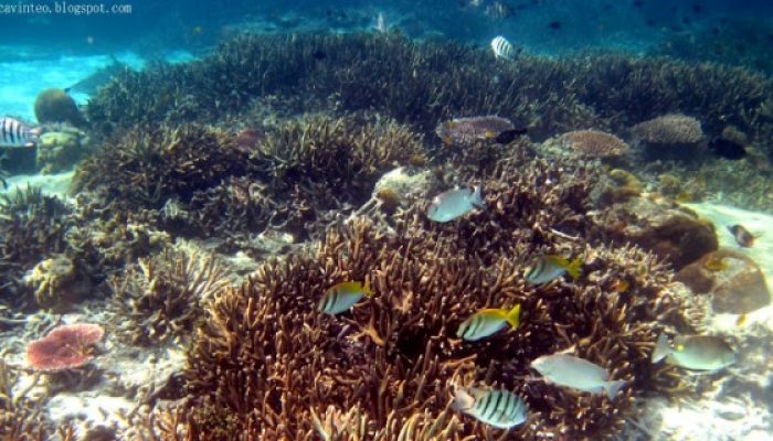 Coral Island Tioman Snorkeling