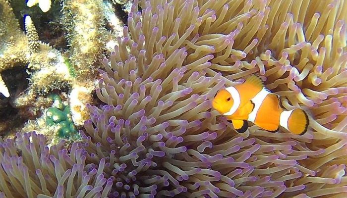 Nemo at Paya House Reef