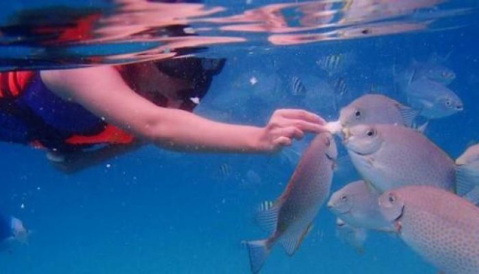 Snorkeling in Coral Island