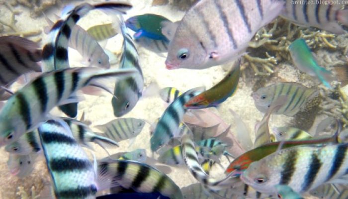 Snorkeling in Tioman