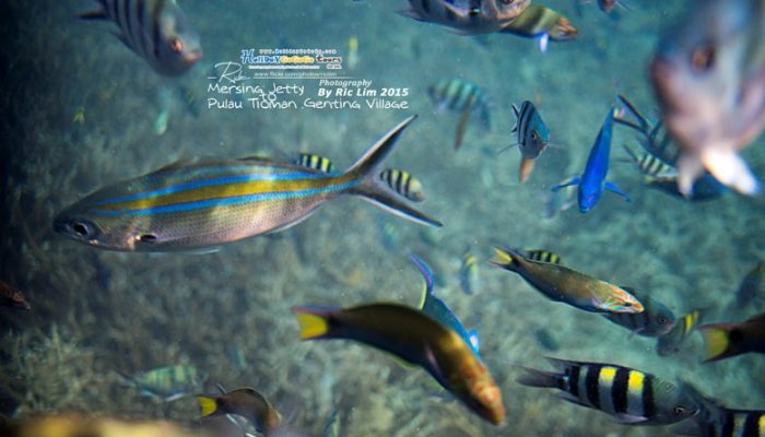 Snorkeling in Tioman