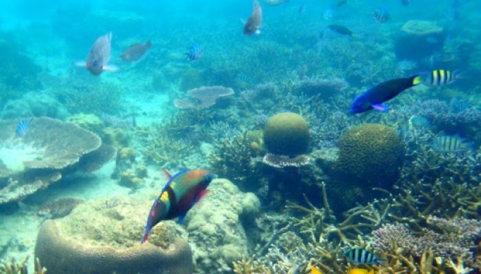 Snorkeling in Tioman