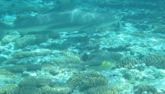 baby shark in Renggis Island